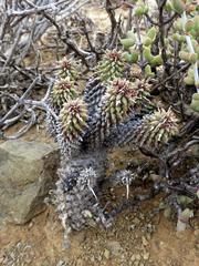 Euphorbia braunsii