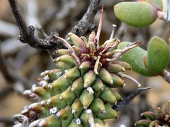 Euphorbia braunsii