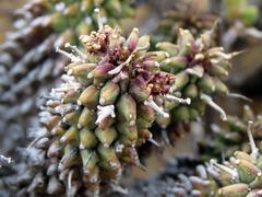 Euphorbia braunsii
