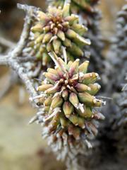 Euphorbia braunsii