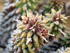 Euphorbia braunsii