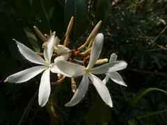 Ancylobothrys petersiana