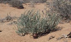 Gethyllis namaquensis