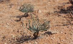 Gethyllis namaquensis