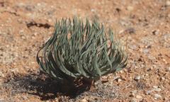 Gethyllis namaquensis