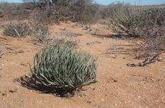 Gethyllis namaquensis