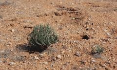 Gethyllis namaquensis