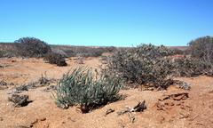 Gethyllis namaquensis