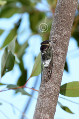 Diceroprocta obscurior