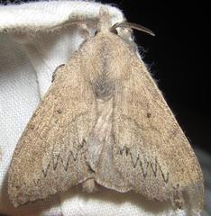 Rhinobombyx cuneata