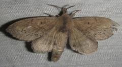 Rhinobombyx cuneata