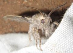 Rhinobombyx cuneata