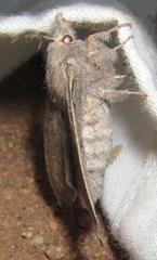 Rhinobombyx cuneata