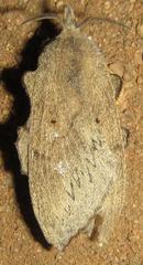 Rhinobombyx cuneata