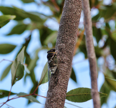 Diceroprocta obscurior