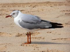 Chroicocephalus cirrocephalus poiocephalus