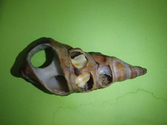 Pyrazus ebeninus