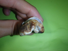Pyrazus ebeninus