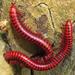 Red Millipedes - Photo (c) magdastlucia, some rights reserved (CC BY-NC), uploaded by magdastlucia