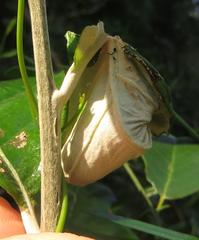 Attelabinae