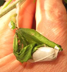 Attelabinae