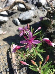 Chamaenerion fleischeri