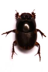Onthophagus vinctus