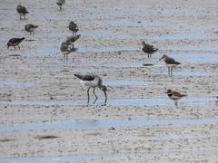 Charadrius hiaticula tundrae