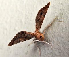 Panotima angularis