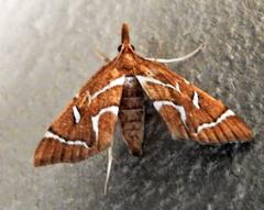 Panotima angularis