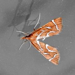 Panotima angularis