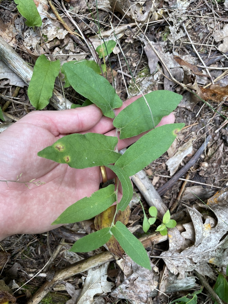 Low False Bindweed