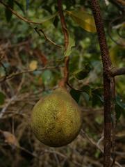 Landolphia kirkii