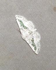 Chionopora tarachodes