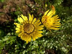 Berkheya speciosa speciosa