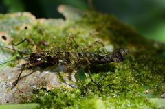 Acanthoclonia ornatum