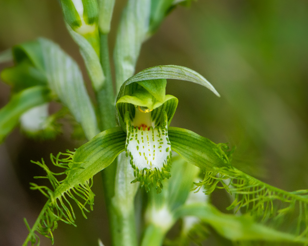 Bipinnula plumosa