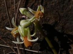 Tulbaghia