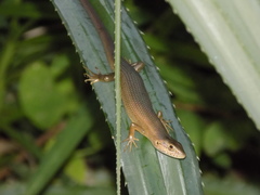 Trachylepis boulengeri