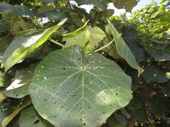 Hibiscus tiliaceus tiliaceus