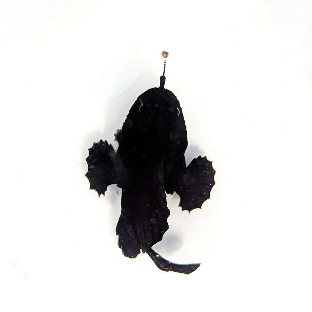 Flagpole frogfish (Antennarius multiocellatus) — Antennariidae