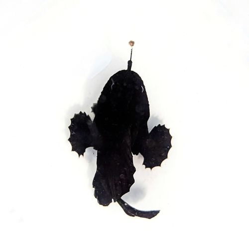 Flagpole frogfish (Antennarius multiocellatus) — Antennariidae