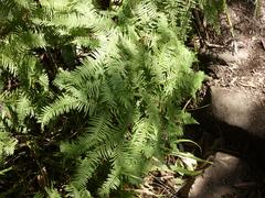 Sticherus umbraculifer