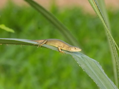 Trachylepis boulengeri