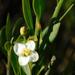 Montinia caryophyllacea - Photo (c) Klaus Wehrlin,  זכויות יוצרים חלקיות (CC BY-NC), uploaded by Klaus Wehrlin