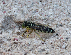 Stictia signata