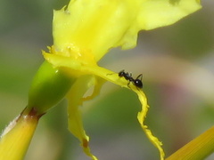 Crematogaster transvaalensis
