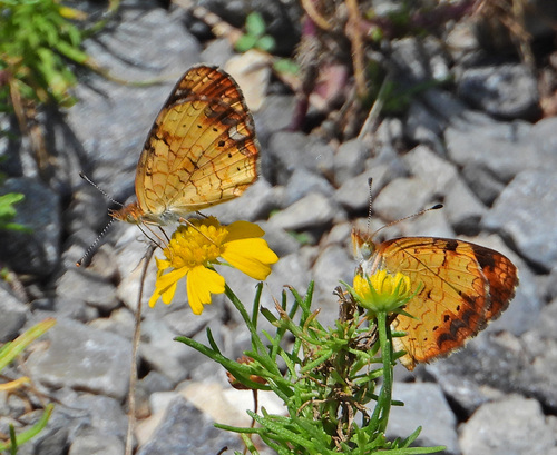Pearl Crescent photographed in Alabama