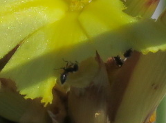 Crematogaster transvaalensis