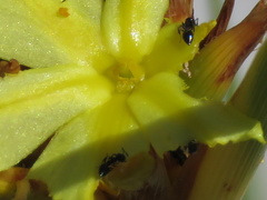 Crematogaster transvaalensis